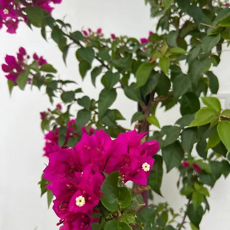 E&s Comfort Apartments-guestroom 培拉特