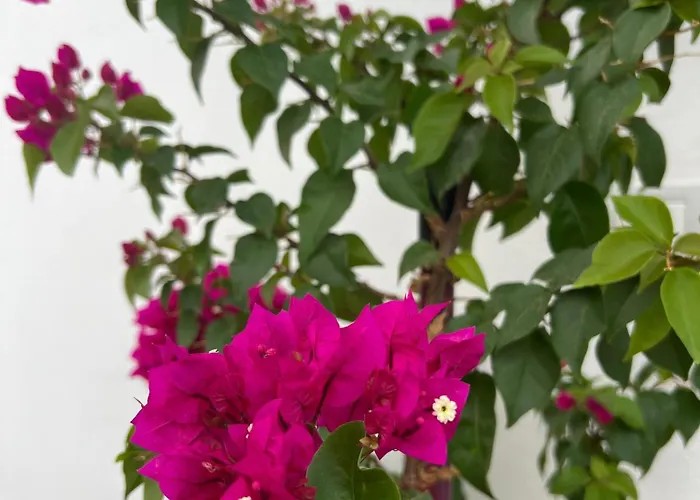 E&s Comfort Apartments-guestroom Berat